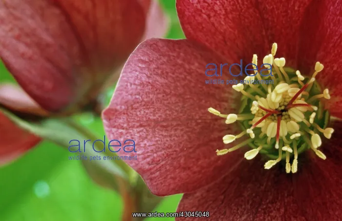 : Hellebore, Helleborus hybridus : Hellebore, Helleborus hybridus