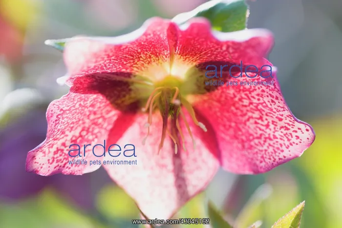 : Hellebore, Helleborus orientalis hybrids : Hellebore, Helleborus orientalis hybrids