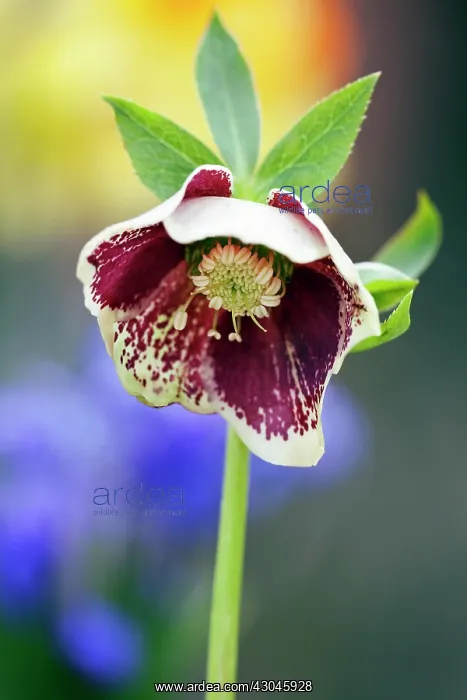 : Hellebore, Helleborus hybridus : Hellebore, Helleborus hybridus