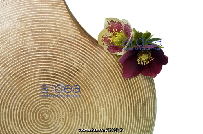 : Hellebore, Helleborus : Hellebore, Helleborus