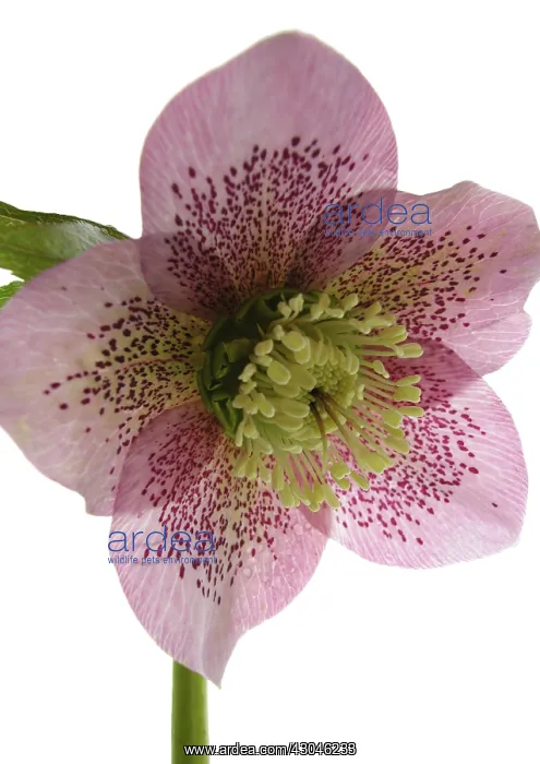 : Hellebore, Helleborus : Hellebore, Helleborus