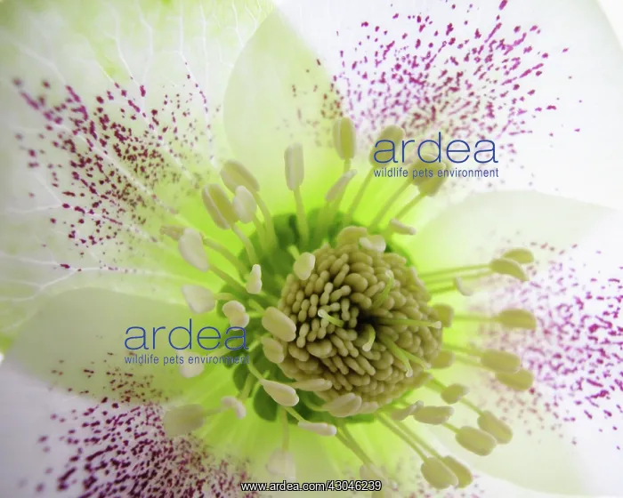 : Hellebore, Helleborus : Hellebore, Helleborus