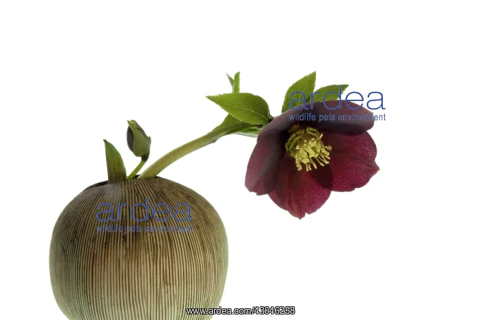 : Hellebore, Helleborus : Hellebore, Helleborus