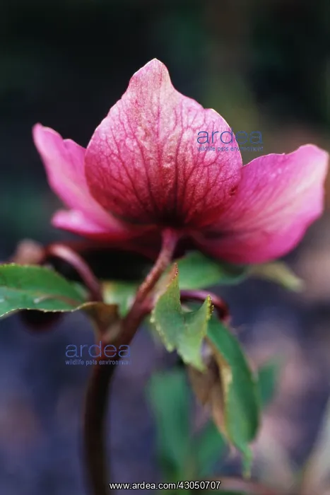: Hellebore, Helleborus orientalis : Hellebore, Helleborus orientalis