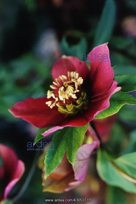 : Hellebore, Helleborus orientalis : Hellebore, Helleborus orientalis