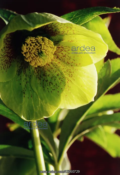 : Hellebore, Helleborus hybridus Emerald Queen : Hellebore, Helleborus hybridus Emerald Queen