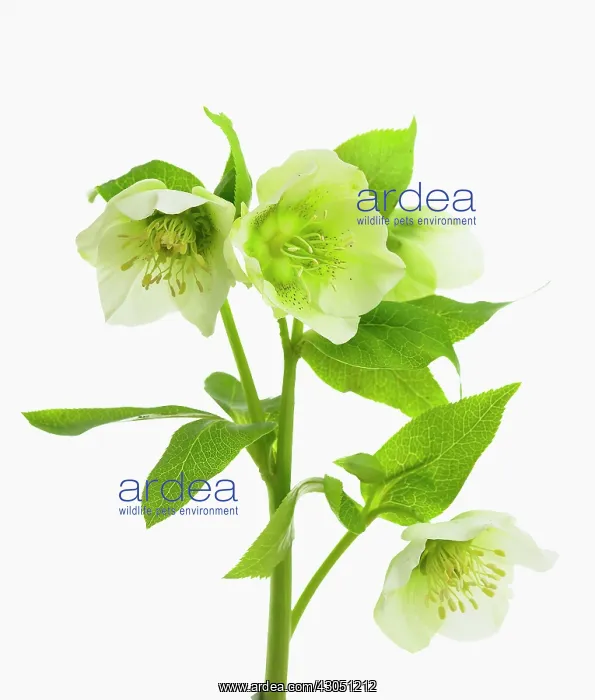 : Hellebore, Helleborus orientalis : Hellebore, Helleborus orientalis