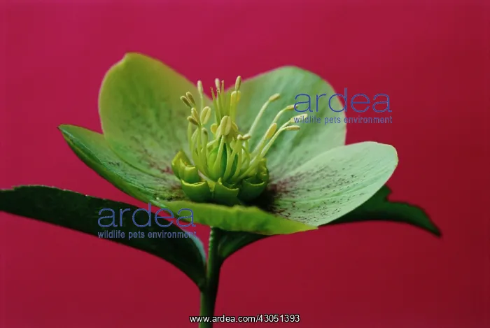 : Hellebore, Helleborus orientalis : Hellebore, Helleborus orientalis