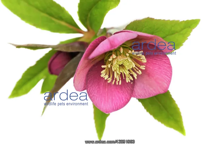 : Hellebore, Helleborus : Hellebore, Helleborus