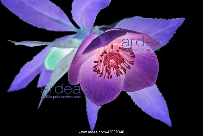 : Hellebore, Helleborus : Hellebore, Helleborus