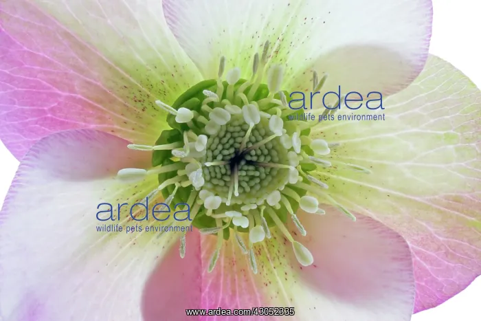 : Hellebore, Helleborus : Hellebore, Helleborus
