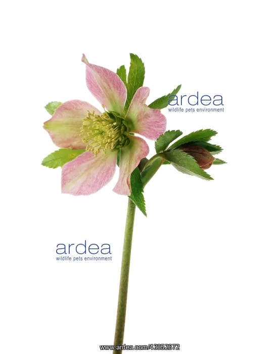 : Hellebore, Helleborus purpurascens : Hellebore, Helleborus purpurascens