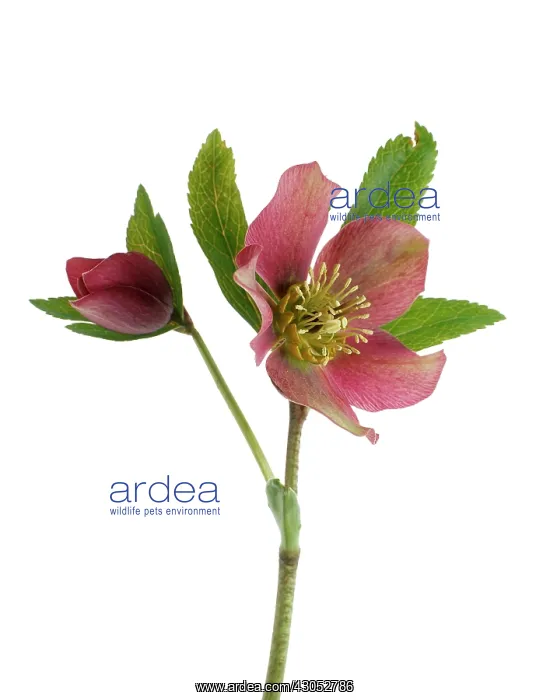 : Hellebore, Helleborus purpurascens : Hellebore, Helleborus purpurascens