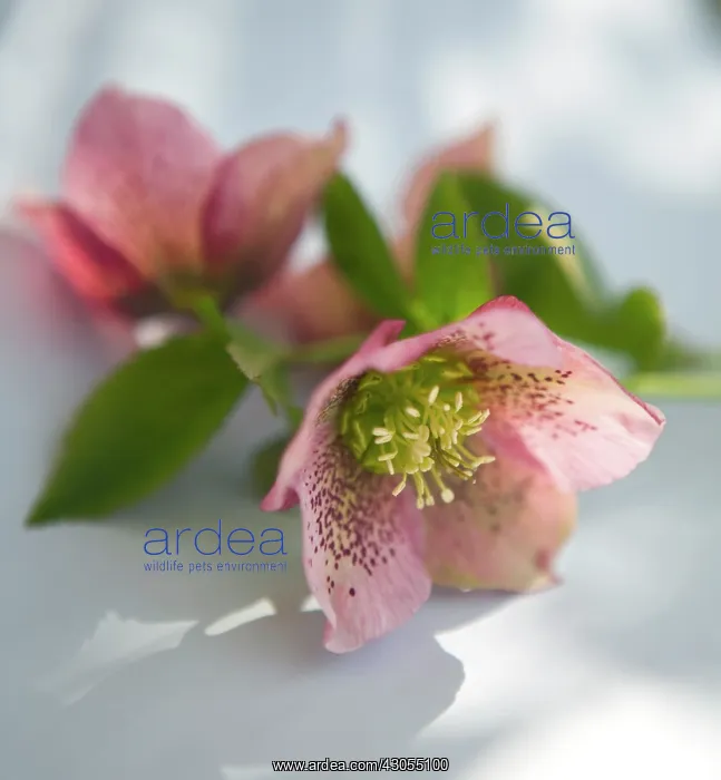 : Hellebore, Helleborus orientalis : Hellebore, Helleborus orientalis