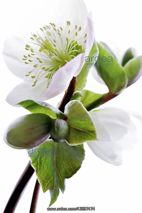 : Hellebore, Helleborus niger hybrid : Hellebore, Helleborus niger hybrid