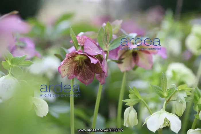 : Hellebore, Helleborus : Hellebore, Helleborus