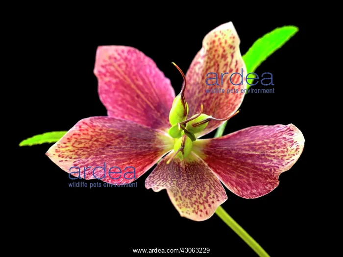 : Hellebore, Helleborus hybridus : Hellebore, Helleborus hybridus