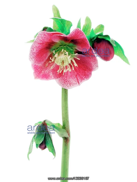 : Hellebore, Helleborus hybridus : Hellebore, Helleborus hybridus