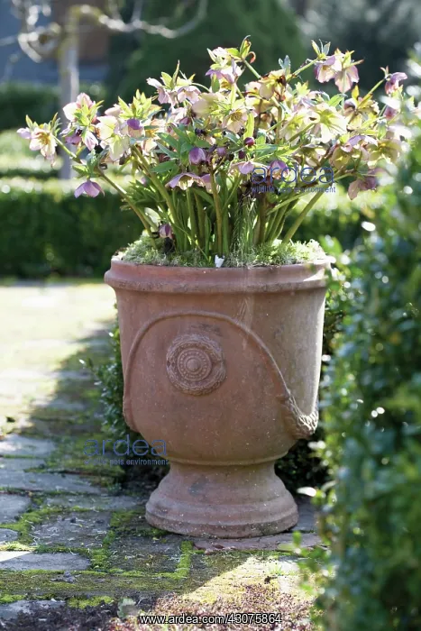 : Hellebore, Helleborus : Hellebore, Helleborus