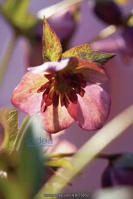 : Hellebore, Helleborus : Hellebore, Helleborus
