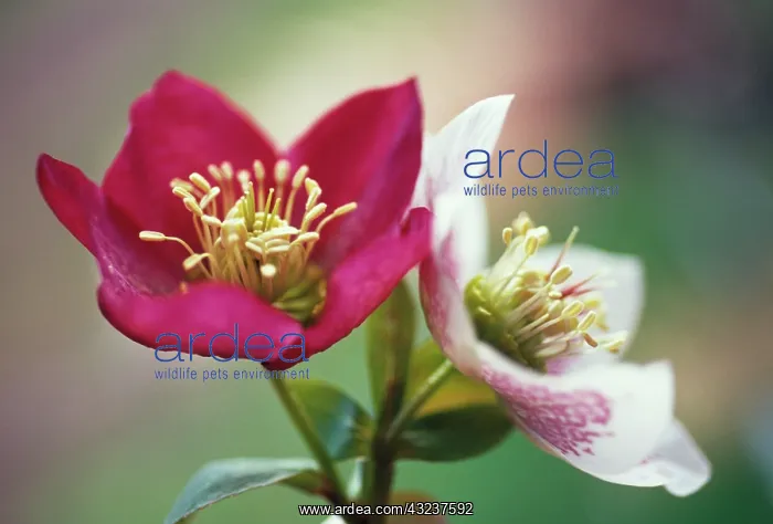: Hellebore, Helleborus hybridus : Hellebore, Helleborus hybridus