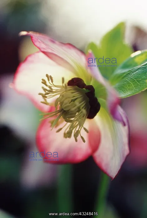 : Hellebore, Helleborus hybridus : Hellebore, Helleborus hybridus