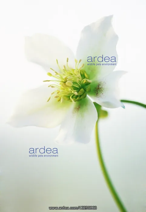 : Hellebore, Helleborus niger hybrid : Hellebore, Helleborus niger hybrid