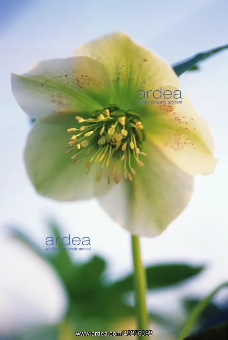 : Hellebore, Helleborus hybridus : Hellebore, Helleborus hybridus