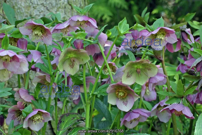 : Hellebore Blossom - in garden, Febuary : Hellebore Blossom - in garden, Febuary