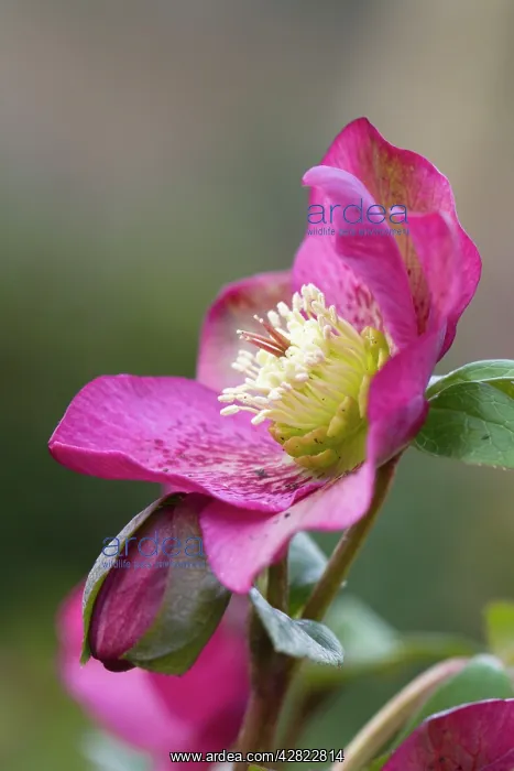  : Hellebore - garden