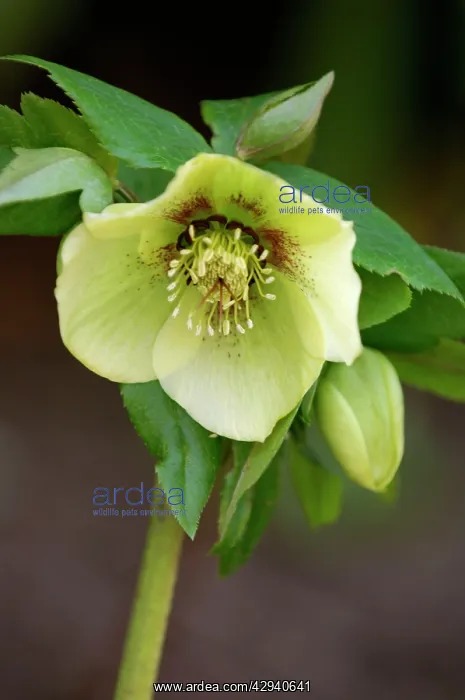  : Hellebore - a garden hybrid - a hardy semi- evergreen