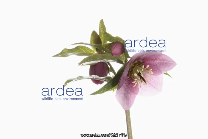 : Hellebore, Helleborus cultivar, Pink subject, White : Hellebore, Helleborus cultivar, Pink subject, White