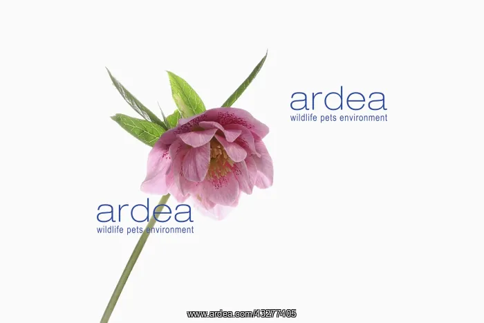 : Hellebore, Helleborus cultivar, Pink subject, White : Hellebore, Helleborus cultivar, Pink subject, White