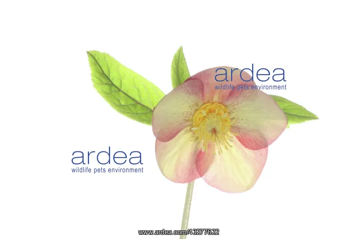  : Hellebore, Helleborus cultivar, Peach subject, White