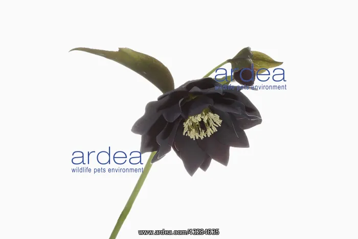 : Hellebore, Helleborus cultivar, Black subject, White : Hellebore, Helleborus cultivar, Black subject, White