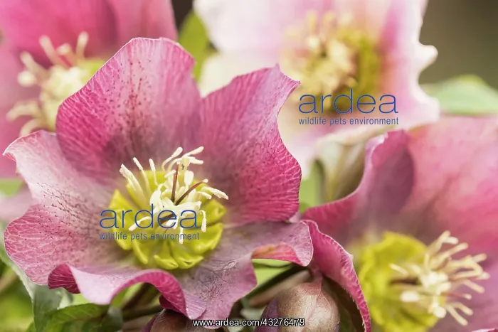 : Hellebore, Helleborus cultivar, Mauve subject : Hellebore, Helleborus cultivar, Mauve subject