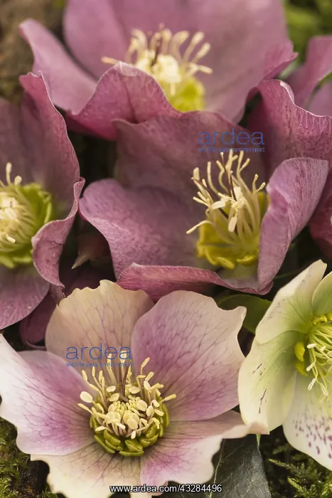 : Hellebore, Helleborus cultivar, Mauve subject : Hellebore, Helleborus cultivar, Mauve subject