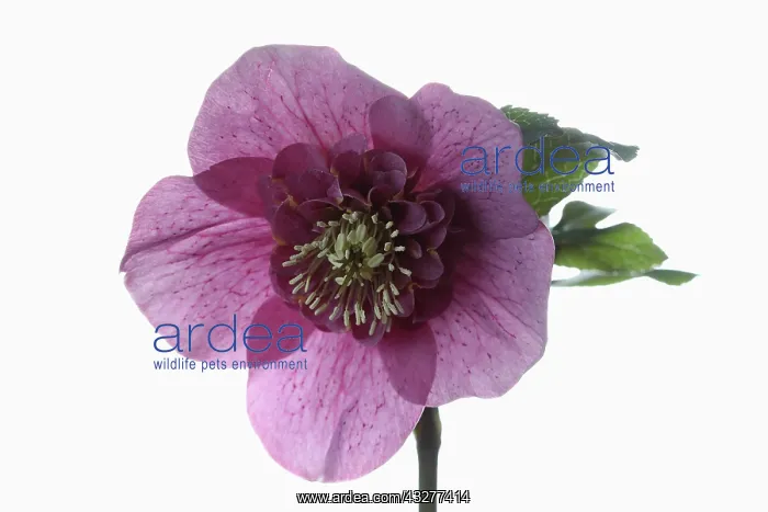 : Hellebore, Helleborus cultivar, Purple subject : Hellebore, Helleborus cultivar, Purple subject