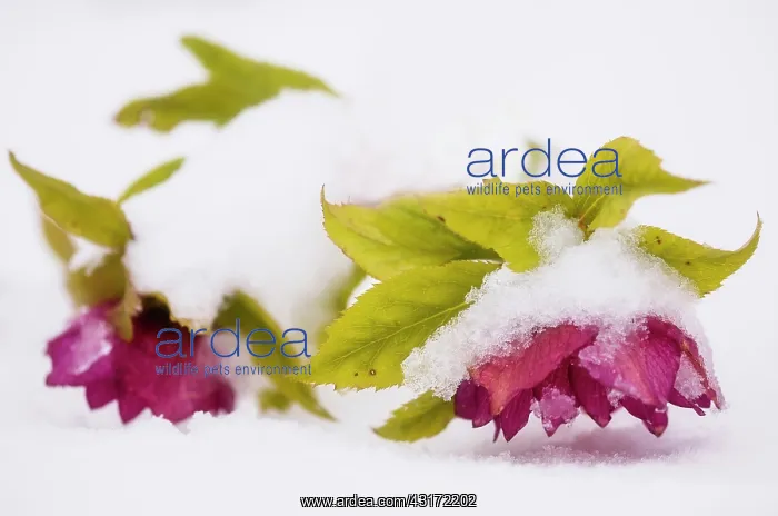: Hellebore, Helleborus Ellen red, Two flowers on a plant, b : Hellebore, Helleborus Ellen red, Two flowers on a plant, b
