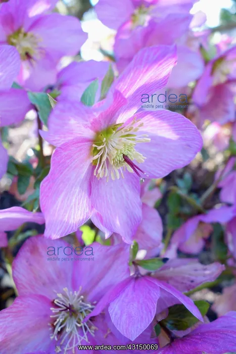 : Hellebore, Helleborus, Detail of mauve coloured flowers grow : Hellebore, Helleborus, Detail of mauve coloured flowers grow