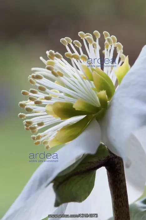 : Hellebore, Helleborus niger, Close side view of : Hellebore, Helleborus niger, Close side view of