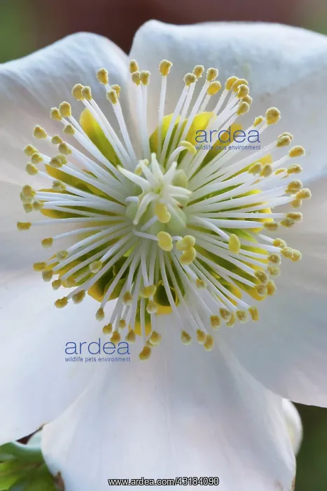 : Hellebore, Helleborus niger, Close front view of : Hellebore, Helleborus niger, Close front view of