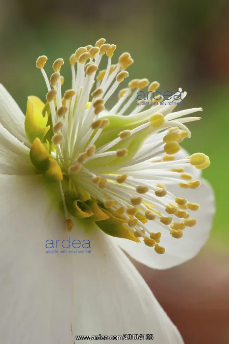 : Hellebore, Helleborus niger, Close side view of : Hellebore, Helleborus niger, Close side view of