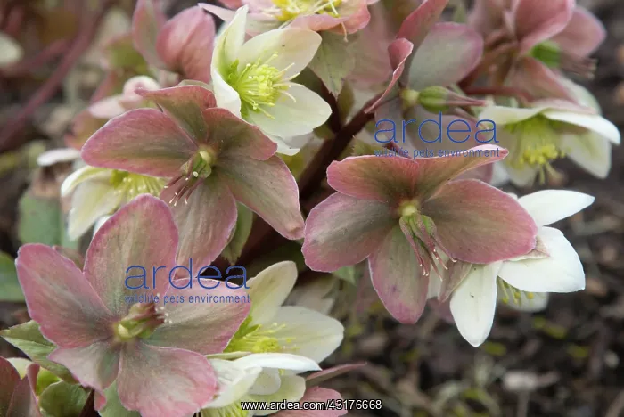 : Hellebore, Helleborus x ericsmithii, Cluster of : Hellebore, Helleborus x ericsmithii, Cluster of