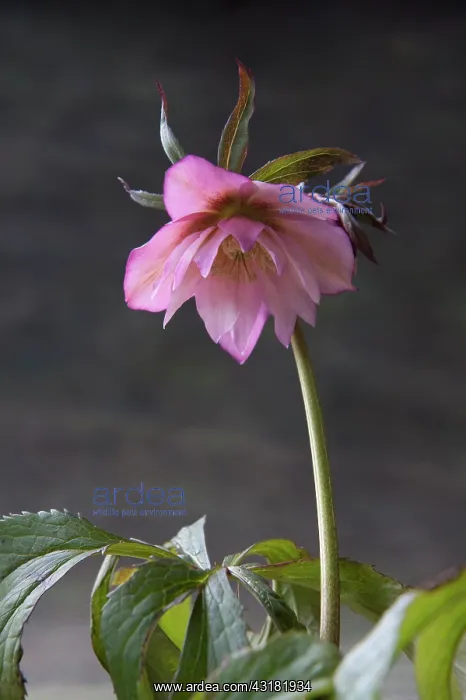 : Hellebore, Helleborus x hybridus Ashwood Garden : Hellebore, Helleborus x hybridus Ashwood Garden