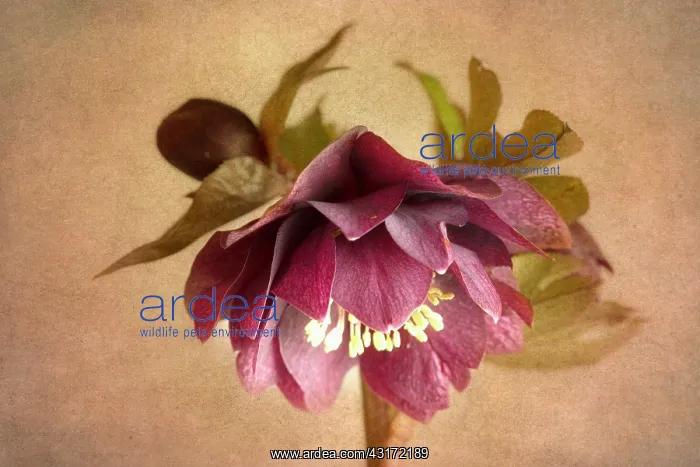 : Hellebore, Helleborus x hybridus Double Ellen Red, against : Hellebore, Helleborus x hybridus Double Ellen Red, against
