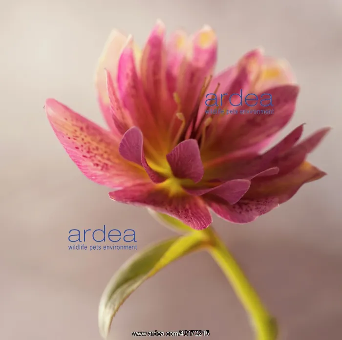 : Hellebore, Helleborus x hybridus Double Ellen Red, backlit : Hellebore, Helleborus x hybridus Double Ellen Red, backlit