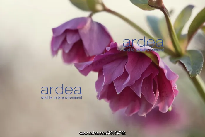 : Hellebore, Helleborus x hybridus Double Ellen Red : Hellebore, Helleborus x hybridus Double Ellen Red