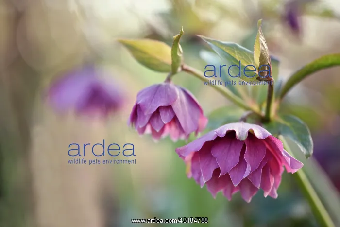 : Hellebore, Helleborus x hybridus Double Ellen Red : Hellebore, Helleborus x hybridus Double Ellen Red