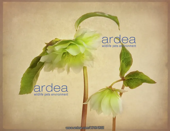 : Hellebore, Helleborus x hybridus Double Ellen White : Hellebore, Helleborus x hybridus Double Ellen White